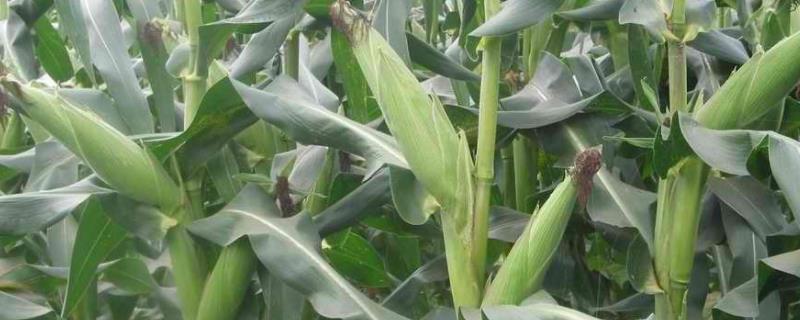 真金603玉米种子特征特性，该品种为高淀粉玉米品种