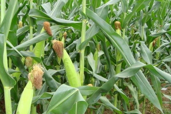 众德丰1号玉米品种的特性，适宜播期4月下旬至5月上旬