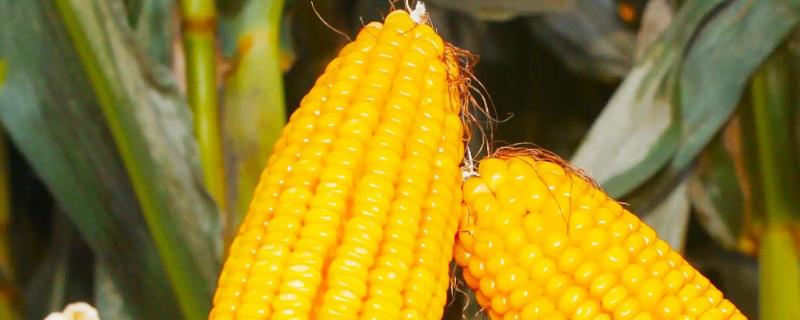 正弘658玉米品种简介，5叶期根据密度要求合理定苗