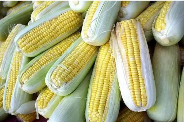 增信917玉米种子特征特性，辽宁省春播生育期128天
