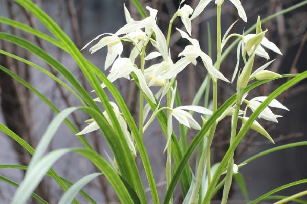 莲瓣兰常见的虫害，常见的有介壳虫、红蜘蛛和蓟马