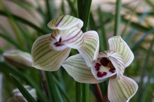 莲瓣兰常见的虫害，常见的有介壳虫、红蜘蛛和蓟马