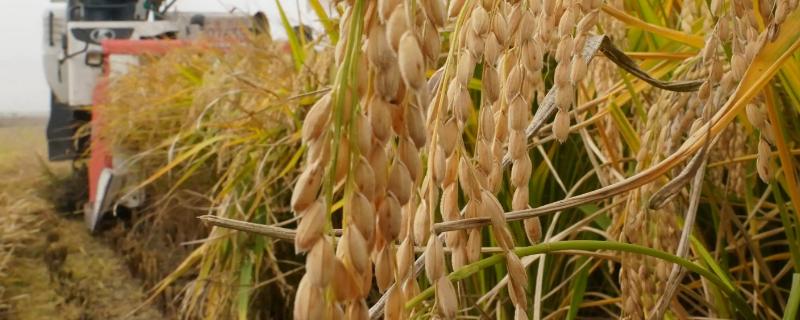 花粳1812水稻种子简介，全生育期以浅水灌溉为主
