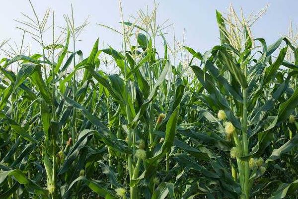 绿糯616玉米种子简介，中等肥力以上地块栽培