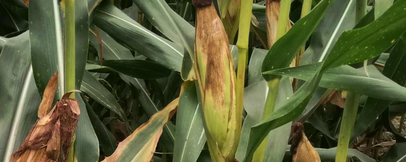 稷秾3玉米种子特征特性，早熟品种