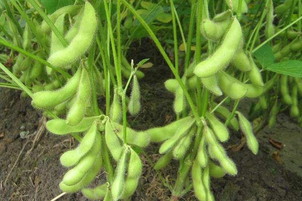 吉青4号大豆品种的特性，8月中旬及时防治大豆食心虫