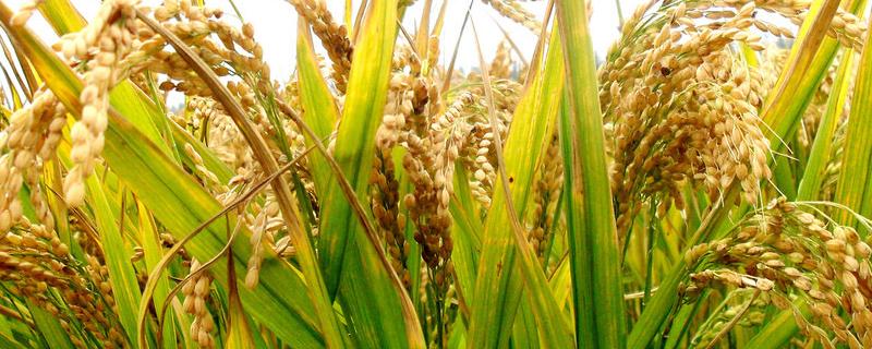 通院568水稻品种简介，生育期间注意及时防治稻瘟病