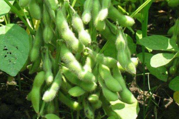 京通绥1号大豆种子简介，一般4月下旬至5月初播种
