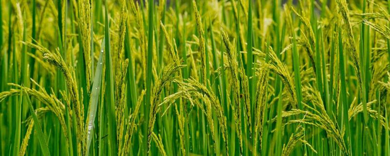 宏科389水稻种子介绍，每亩有效穗数24.1万穗
