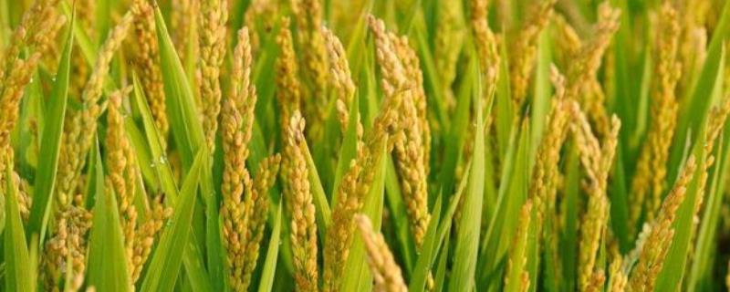 庆林611水稻种子特征特性，表现中抗