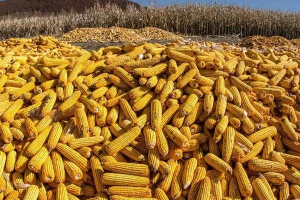 龙单106玉米种子简介，普通机收玉米品种