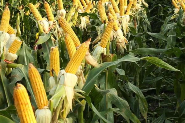 龙单106玉米种子简介，普通机收玉米品种