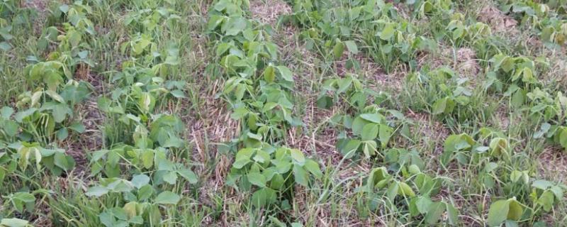 五黑1号大豆种子特征特性，选择中等以上肥力地块种植