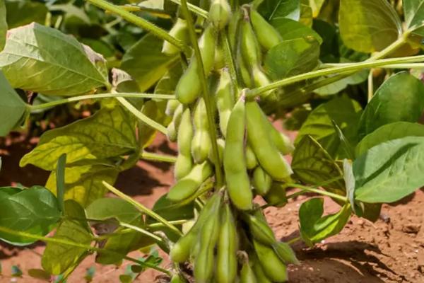 富航芽豆1号大豆种子介绍，特种品种（芽豆品种）