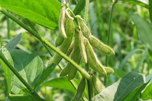 佳密豆8号大豆品种的特性，该品种有限结荚习性