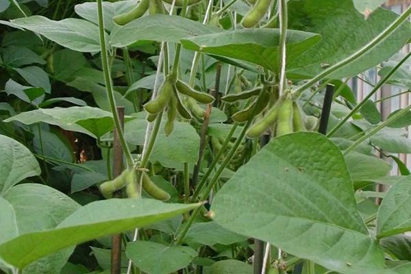佳吉1号大豆品种的特性，建议播种前对种子进行包衣处理