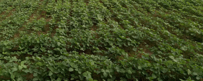 垦科豆2大豆品种简介，对土壤肥力要求不严
