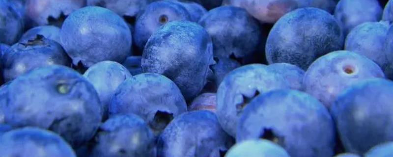 蓝莓的价格，一斤通常需要10-80元