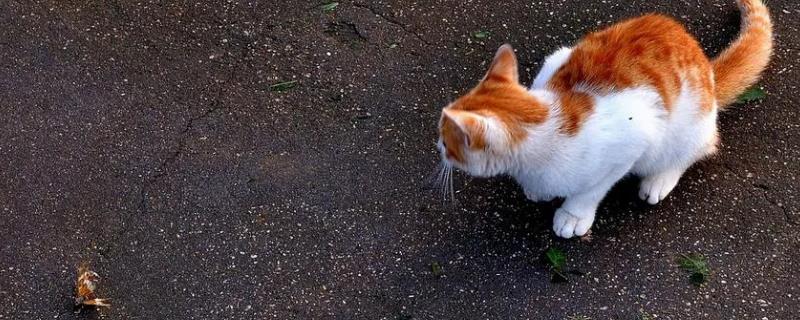 猫吃飞蛾会中毒吗，一般不会中毒