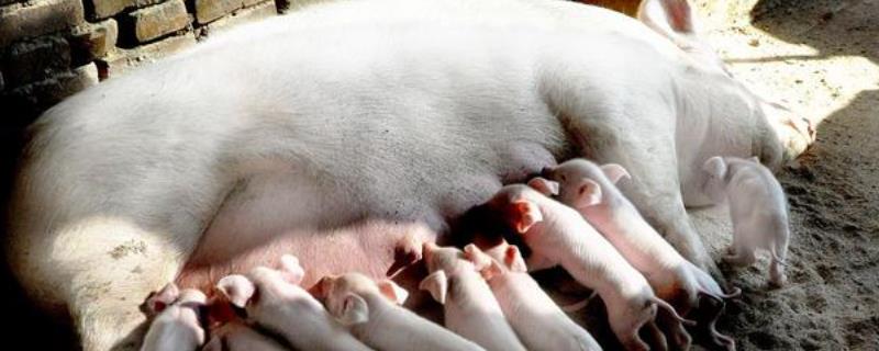 母猪的配种方法，可单次配种也可重复配种等