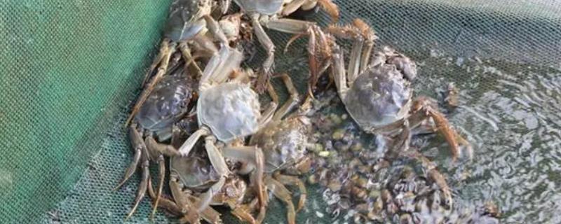 哪种饵料受到螃蟹的喜爱，可饲喂小鱼虾、螺肉等荤饵