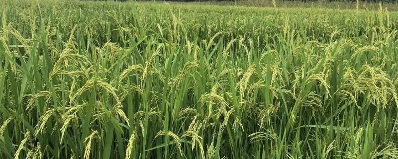 广泰优华占水稻种子介绍，特别注意防治白叶枯病