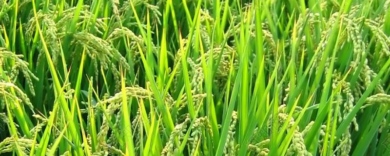 和优1269水稻种子特征特性，早造全生育期124～125天