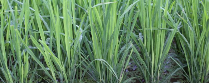 长香优289水稻种子简介，每亩秧田播种量6～8千克