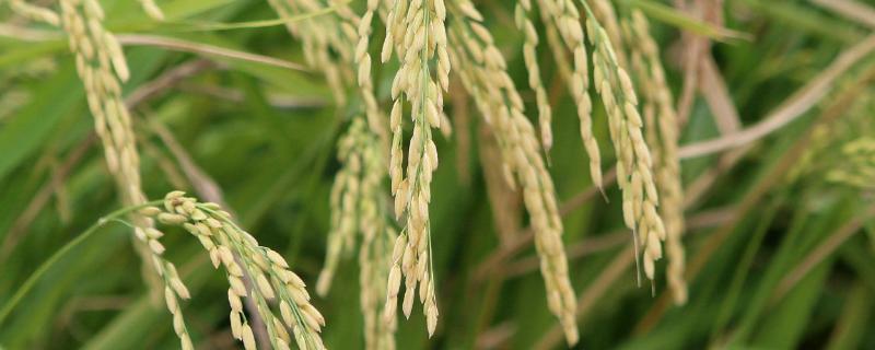 广晶美占水稻种子特点，感温型常规稻品种