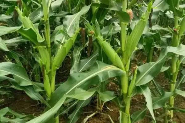 金镶玉玉米品种的特性，注意防旱排涝和病虫鼠害防治