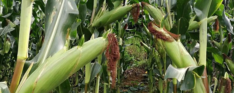 金镶玉玉米品种的特性，注意防旱排涝和病虫鼠害防治