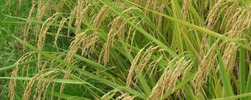 广金占水稻种子简介，感温型常规稻品种