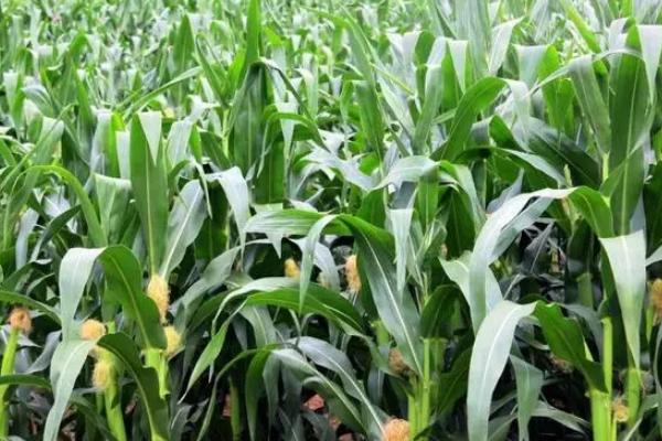 浚单1668玉米品种的特性，适宜密度为每亩5000株左右