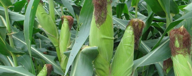 佳玉8号玉米品种简介，大喇叭口期防治玉米螟虫