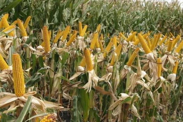 现代571玉米种子简介，大喇叭口期注意防治玉米螟