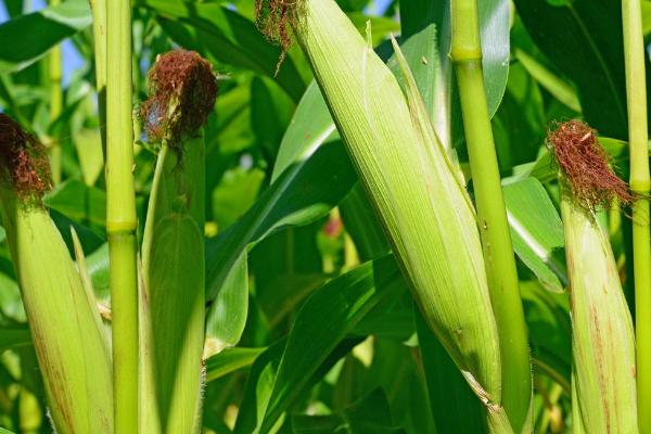 鼎优161玉米种简介，夏播生育期102-104天