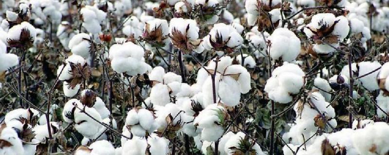 GB814棉花品种的特性，苗期做好蚜虫和棉红蜘蛛的防治