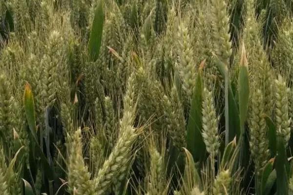 赛德麦8号小麦种子特征特性，适宜播种期10月上中旬