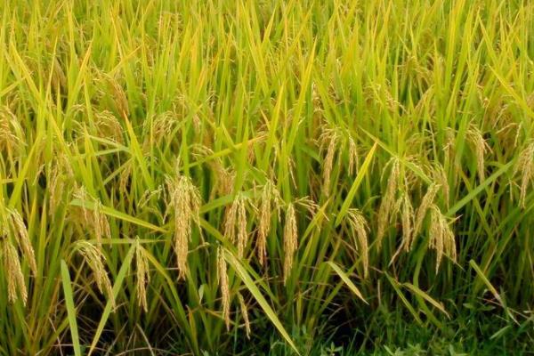 荃优6号水稻品种的特性，全生育期141天