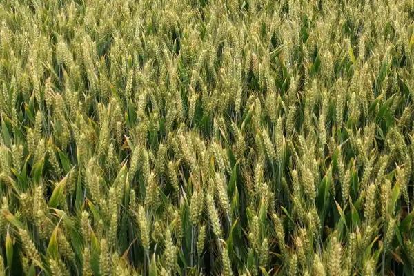 庆麦101小麦种子介绍，属弱春性品种