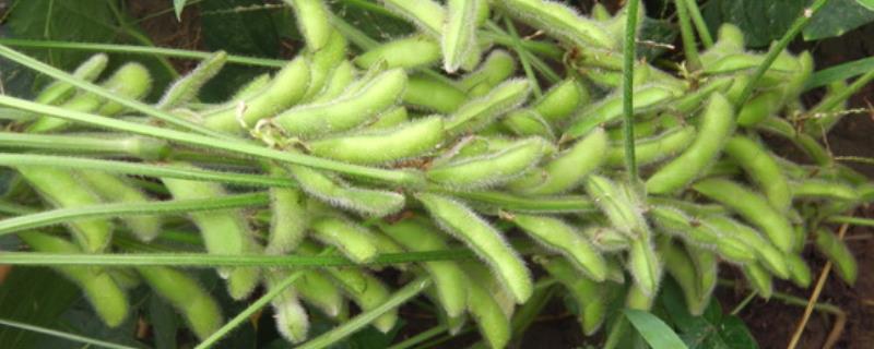 衡春豆8号大豆品种的特性，中等肥力地块2.5万株