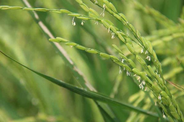 泰优068水稻种子介绍，6月中旬播种