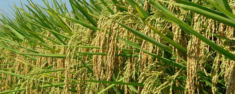 玖两优615水稻品种简介，籼型两系杂交晚稻中熟品种