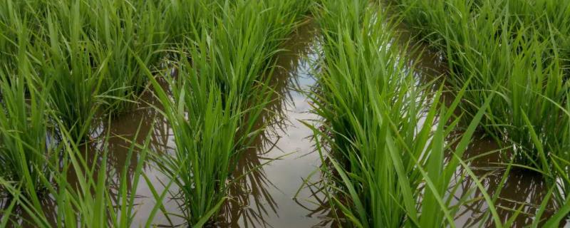 晶两优8612水稻种子特征特性，籼型两系杂交中稻迟熟品种