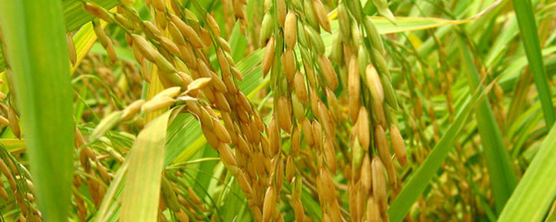 隆晶优华占水稻品种的特性，4月中下旬播种