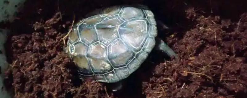 乌龟椰土冬眠如何防止真菌，清洗椰土时可加入高锰酸钾溶液消毒