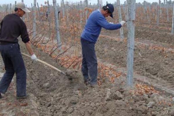 葡萄什么时候埋土，通常在土壤封冻前半月开始