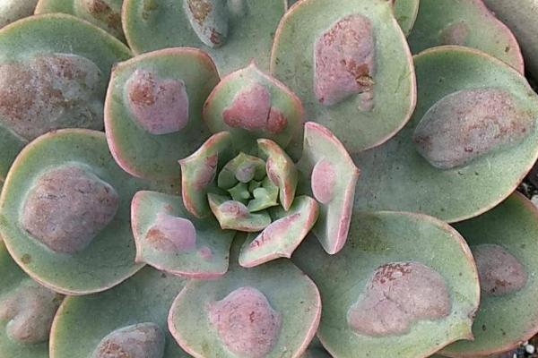 雨滴瘤子消失了怎么养回来，要及时为植株补充光照