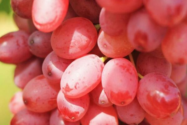 优质葡萄品种，以下5种值得种植