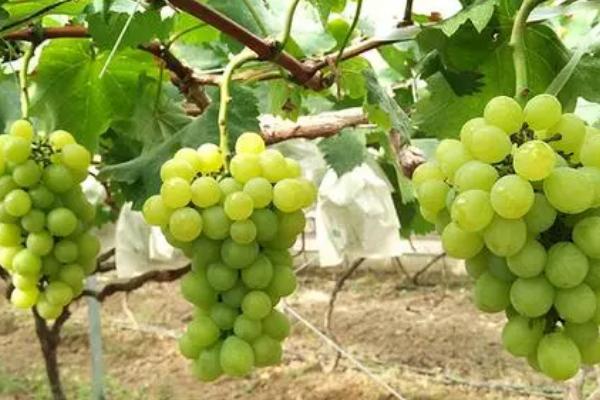 优质葡萄品种，以下5种值得种植